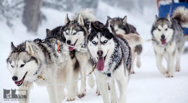 تاریخچه سگ نژاد هاسکی